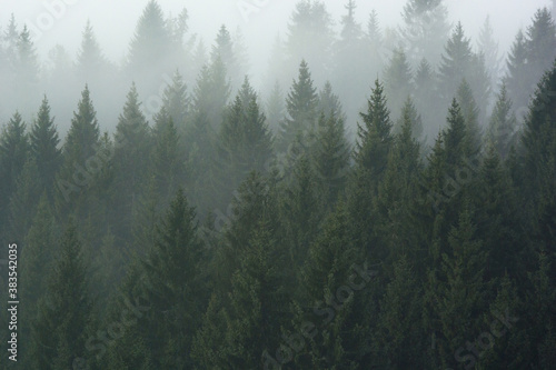 Fototapeta Naklejka Na Ścianę i Meble -  Forest in the morning mist in the mountain. Spruce tops in fog in autumn.