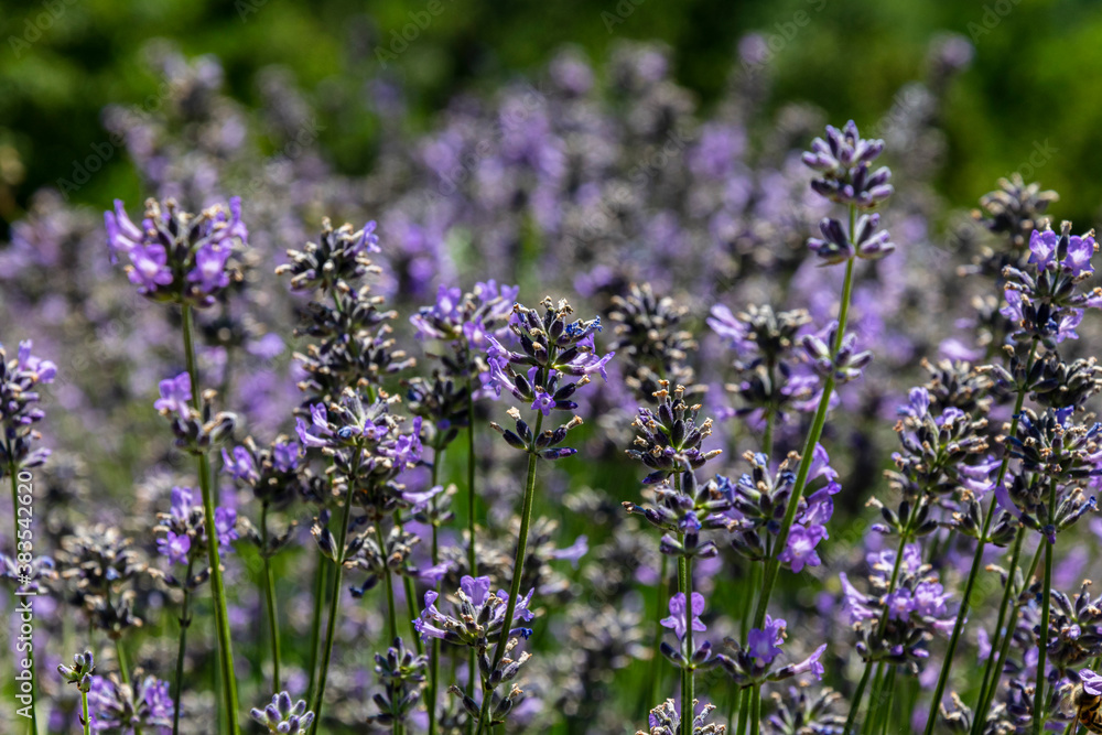 Lavanda Lavanda