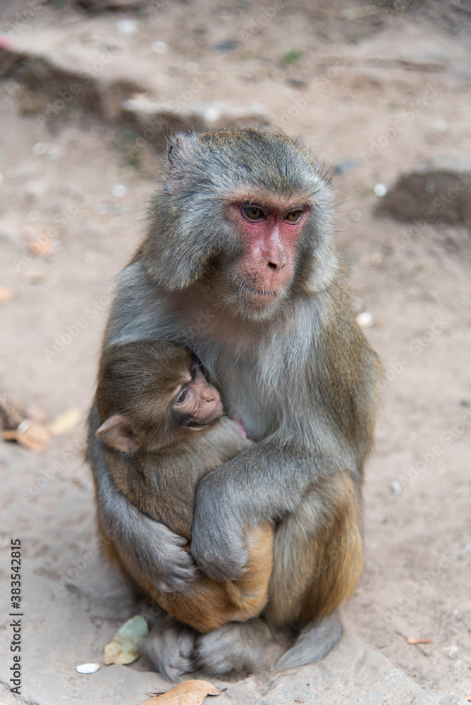 February 2019. Baoxiang temple is also called Shibao temple, which is located in the precipitous cliff of Foding mountain in Dali.  Place populated by hungry little monkeys