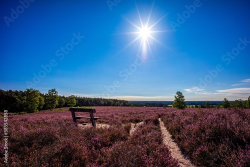 Heidefläche am Wietzer Berg - Heidschnuckenweg photo