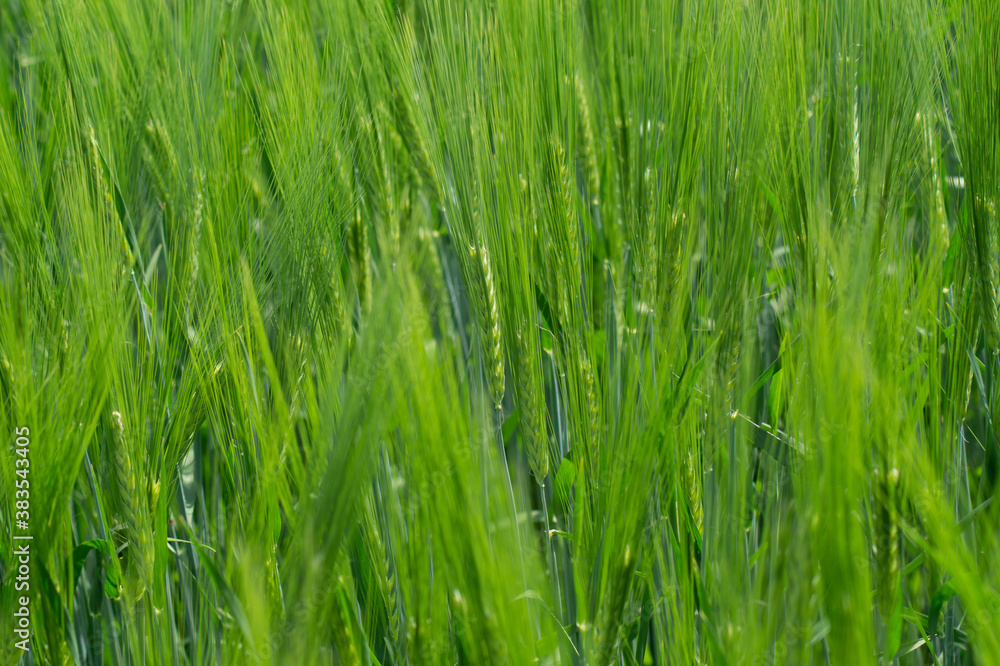 Green spikelets of barley grow in a field on a Sunny day, texture. Green spikelets of barley grow in a field on a Sunny day, texture.