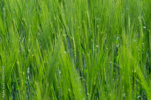  Green spikelets of barley grow in a field on a Sunny day, texture. 