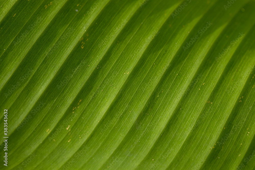 Banana leaves Texture background of fresh green Leaf. Banana leaves Texture background of fresh green Leaf.