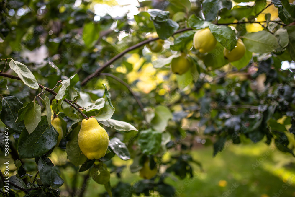 Reife Birnenquitte Quitte hängt am Baum