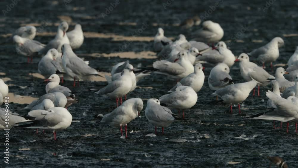 Flocks of Black-headed gulls at Tubli bay during low tide, Bahrain Flocks of Black-headed gulls at Tubli bay during low tide, Bahrain
