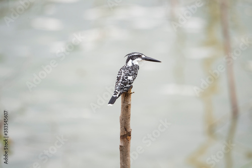 Pied Kingfisher photo