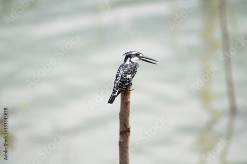 Pied Kingfisher photo