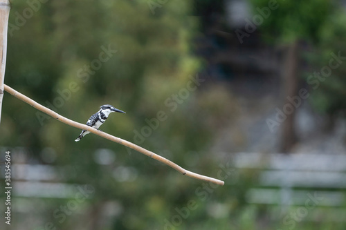 Pied Kingfisher photo