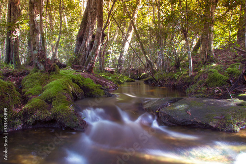 Fototapeta Naklejka Na Ścianę i Meble -  stream in green forest