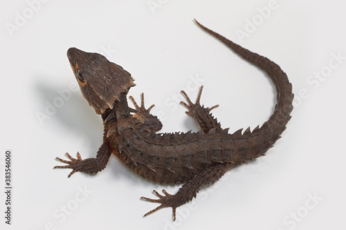 Red Eyed Crocodile Skink on white background