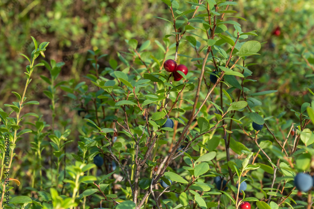 healthy, natural,organic red cranberries and blueberries with a Bush in the forest in summer and autumn healthy, natural,organic red cranberries and blueberries with a Bush in the forest in summer and autumn