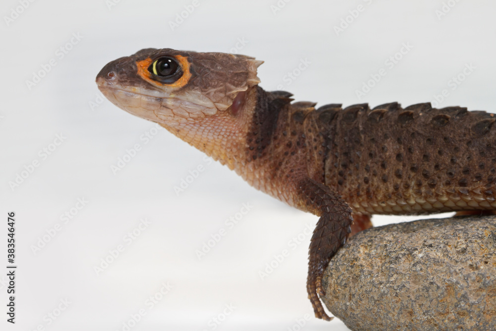 Fototapeta premium Red Eyed Crocodile Skink on stone
