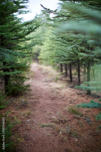Pathway among pine trees in the forest. Blurry view