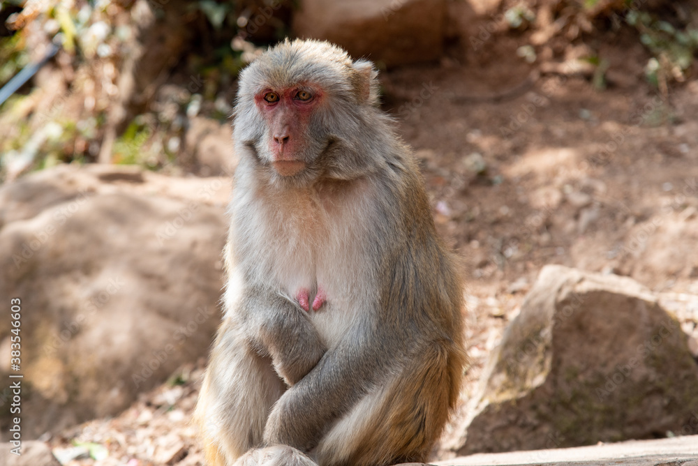 February 2019. Baoxiang temple is also called Shibao temple, which is located in the precipitous cliff of Foding mountain in Dali.  Place populated by hungry little monkeys