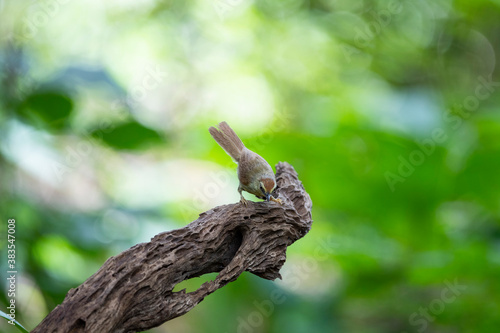 Pin - striped Tit Babbler