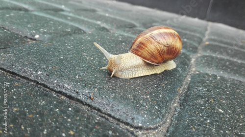 Snail crawling on road, background and foreground are blurred.