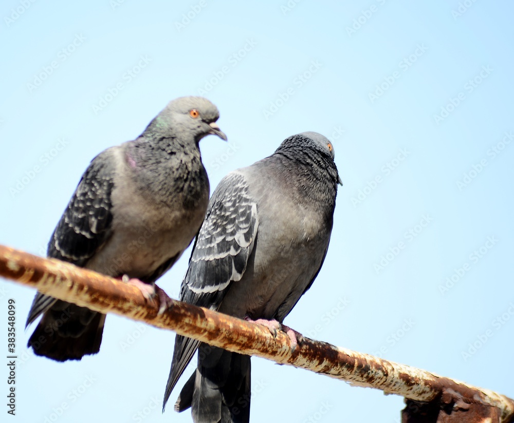 pigeon on a tree