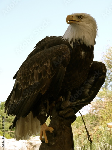 Águila americana vigilante