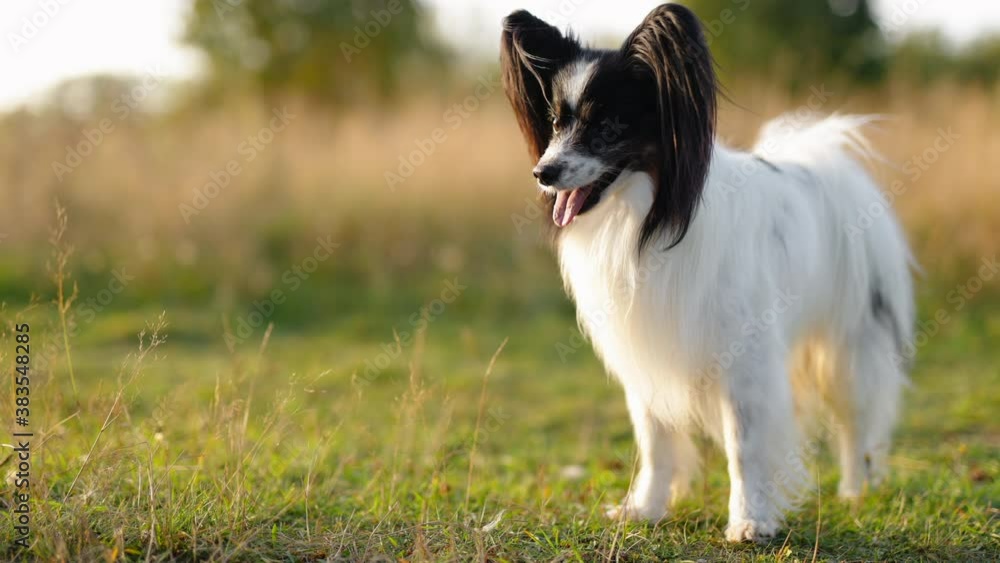 Portrait of happy and crazy papillon dog on field Portrait of happy and crazy papillon dog on field