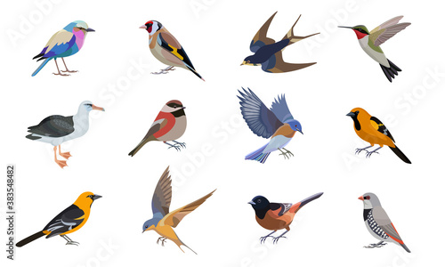 Vector illustrations include images of various birds.