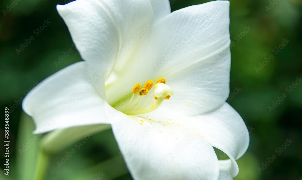 Obraz premium White lily flower with yellow pollen on white petals, stamen and pistils. 
