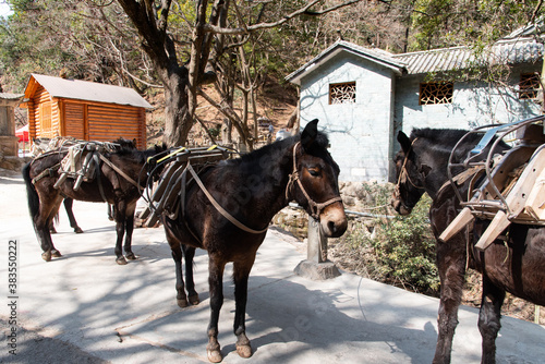February 2019. Mules at the foot of the Baoxiang temple is also called the Shibao temple, which is located in the precipitous cliff of the mountain of Foding in Dalì.