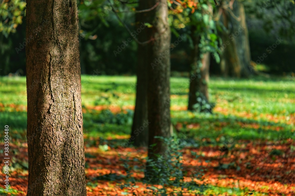Foresta autunnale con alberi e fogliame, concetto di stagione autunno e natura Foresta autunnale con alberi e fogliame, concetto di stagione autunno e natura