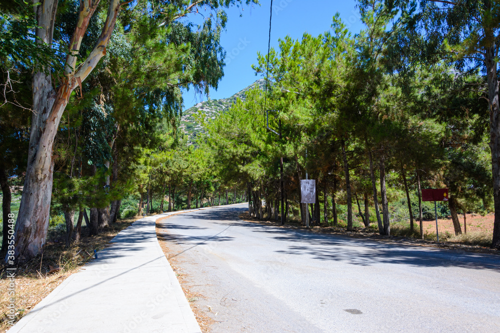 road between young pines. View of the mountain peak against the blue sky