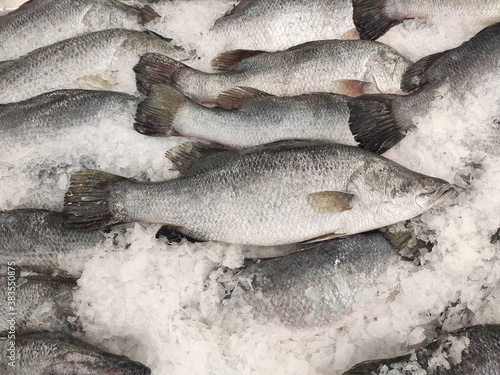 Many fresh Asian seabass, giant seaperch, barramundi or silver seaperch fish freezing on ice at seafood market or supermarket.giant seaperch,silver seaperch fish (Scientific name is Lates calcarifer)
