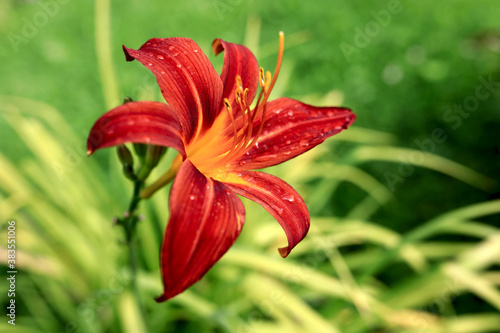 Lily flower after rain