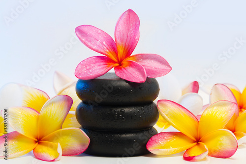 frangipani flower on black stone