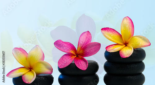 frangipani flower on black stone
