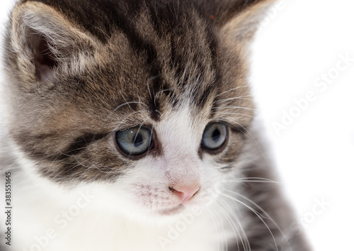 Small kitten isolated on a white background.