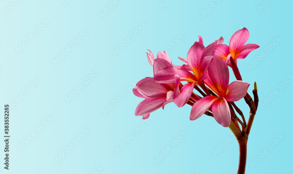 Obraz premium frangipani flower on blue background