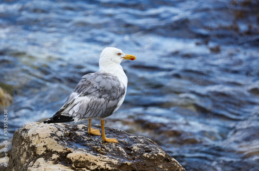 Portrait of a seagull on the rocks Portrait of a seagull on the rocks