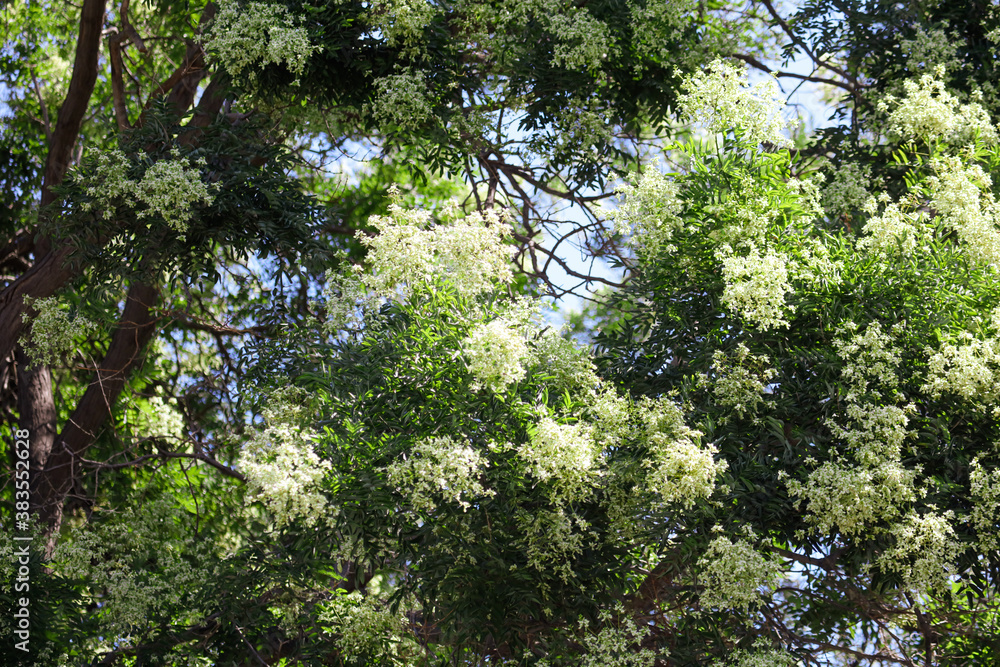 Obraz premium White flowers on a tree in the park.