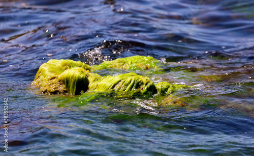 Stones with green algae on the seashore.