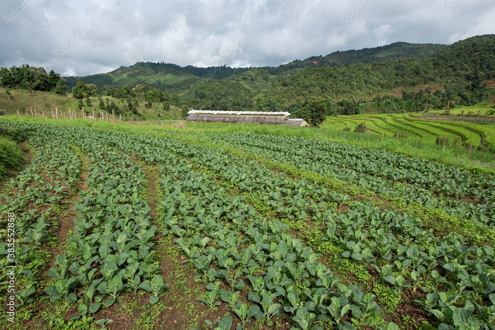 Fresh green organic Chinese kale in vegetable garden