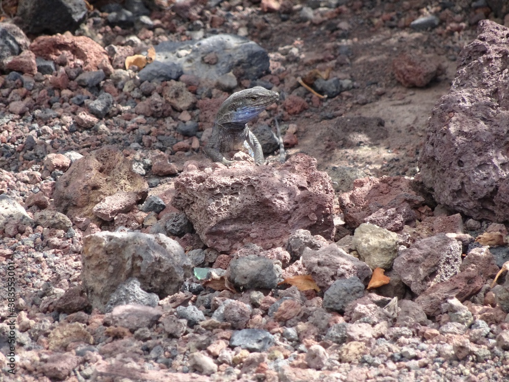 Fototapeta premium トカゲ（スペイン）