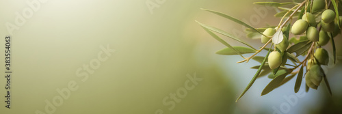 Fototapeta Panoramic close up on a branch of an Olive tree