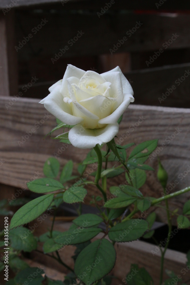 Petite rose blanche d'un mini rosier de jardin avec un fond bois d'une  planche Stock Photo | Adobe Stock