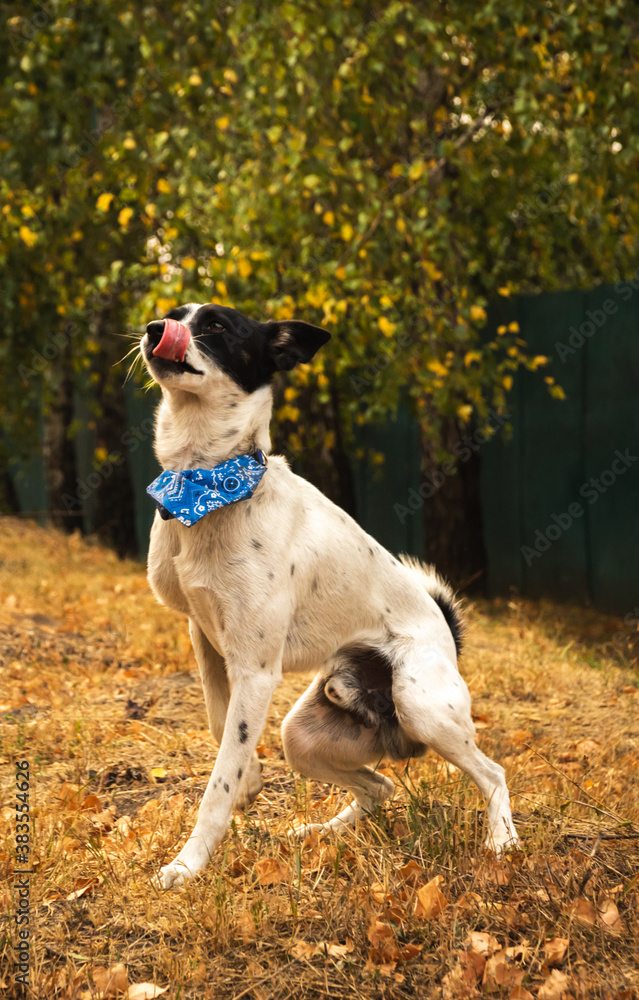 Basenji dog takes a pose sit funny moment, animal training in autumn Basenji dog takes a pose sit funny moment, animal training in autumn