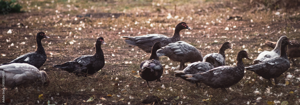 Gray small domestic geese walk outside and nibble the grass. A flock of poultry. Village ducks and geese. Gray small domestic geese walk outside and nibble the grass. A flock of poultry. Village ducks and geese.