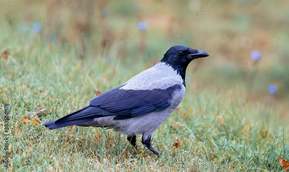 Fototapeta premium Black crow, Corvus corone, common crow, posing while standing on the grass
