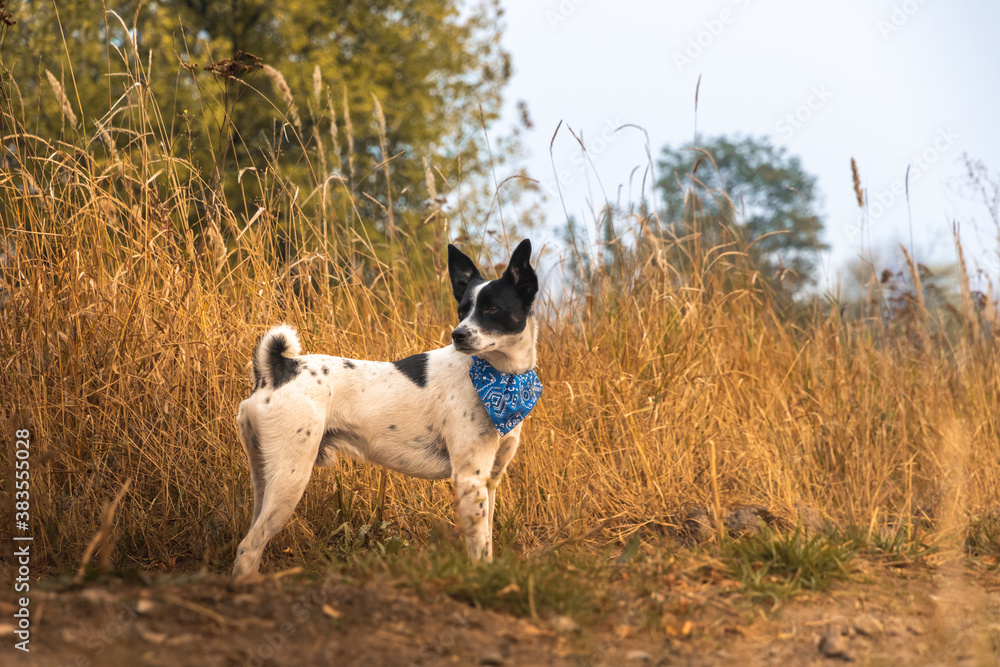 Basenji dog in full growth in the field beautiful photo wallpaper animal with a bandana