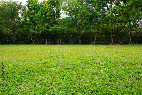 green grass in a park