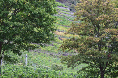 Herbst im Moseltal, Lehmen im Oktober photo