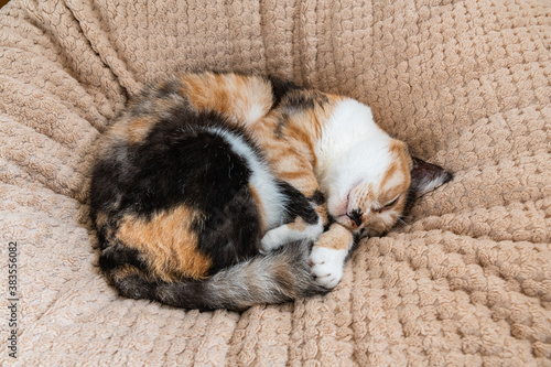 ウチの三毛猫　くーちゃん