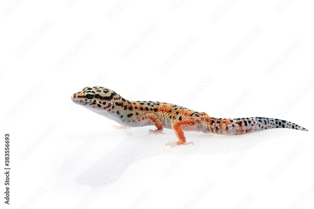 Naklejka premium Baby Leopard Gecko on white background