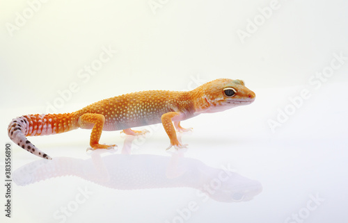 Baby Leopard Gecko on white background